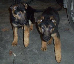 GermanShepherdPuppy